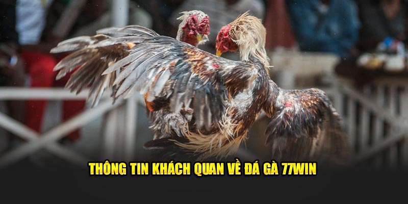 Thông tin khách quan về đá gà 77Win